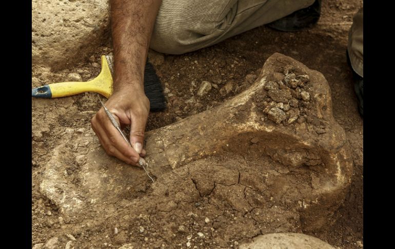 El hallazgo muestra que la falange humana y los demás restos encontrados tendrían alrededor de 900 mil años. EL INFORMADOR / ARCHIVO