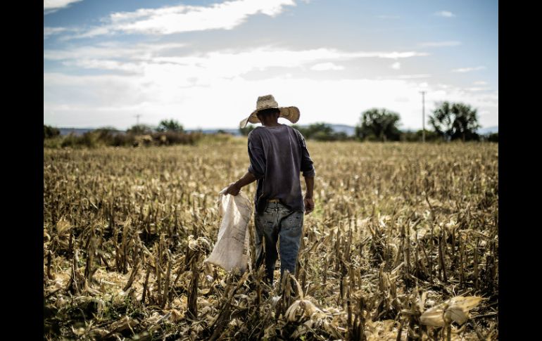 Impulsan acciones prioritarias para el desarrollo del campo, con la participación de los diversos actores del sector. EL INFORMADOR / ARCHIVO