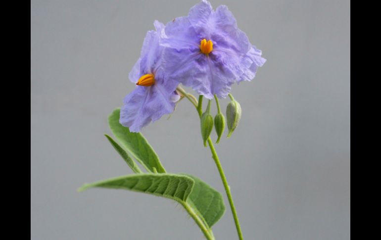 La planta se llama 'Solanum Watneyi' y está relacionada con la papa, como la que Watney cultivó en Marte. AP / C. Martine