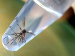 Brasil es uno de los países más afectados por el zika. AFP / ARCHIVO