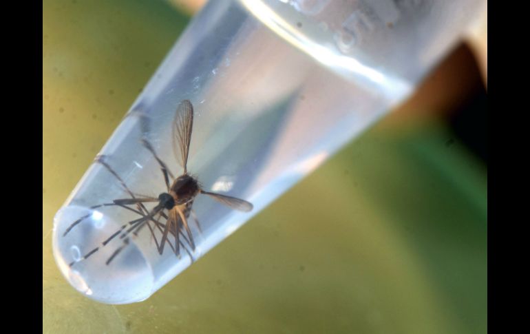 Brasil es uno de los países más afectados por el zika. AFP / ARCHIVO