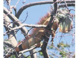 Una de las cautivadoras iguanas sobre un guamúchil de la zona. ESPECIAL /