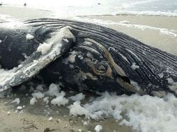 El cuerpo de la ballena no presentaBA un avanzado estado de descomposición. NTX / ARCHIVO