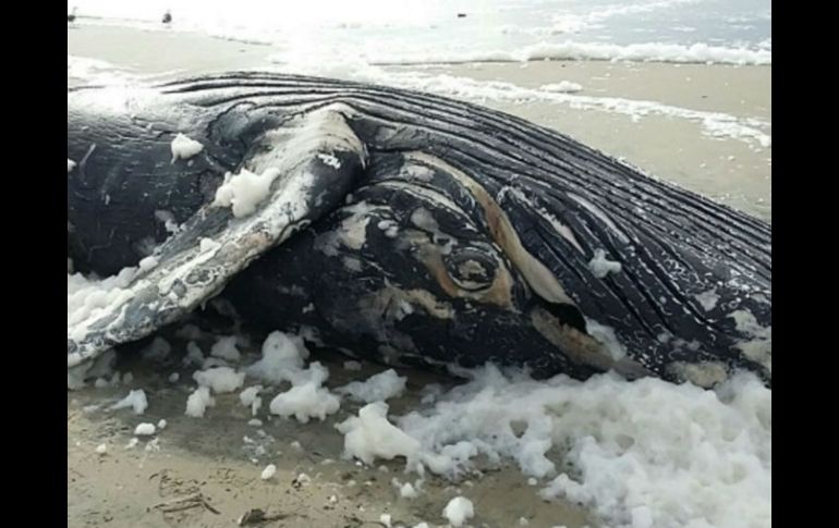 El cuerpo de la ballena no presentaBA un avanzado estado de descomposición. NTX / ARCHIVO