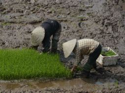 Vietnam es el segundo mayor exportador mundial de arroz y café, ambos muy vulnerables ante la escasez de agua. AFP / ARCHIVO