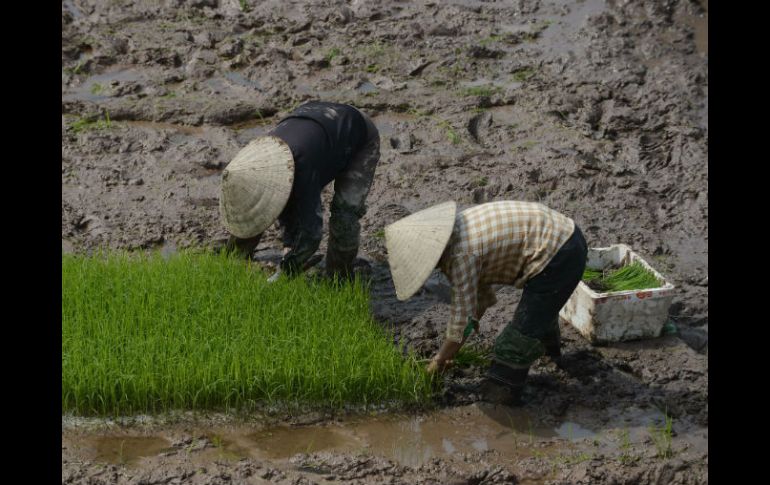 Vietnam es el segundo mayor exportador mundial de arroz y café, ambos muy vulnerables ante la escasez de agua. AFP / ARCHIVO