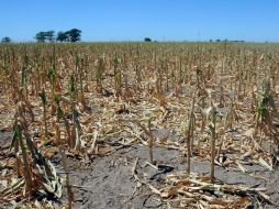 La disponibilidad de ciertos alimentos por persona puede desencadenar cambios en la cantidad de energía. EFE / ARCHIVO