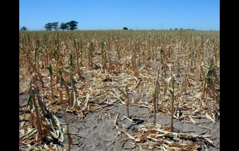 La disponibilidad de ciertos alimentos por persona puede desencadenar cambios en la cantidad de energía. EFE / ARCHIVO