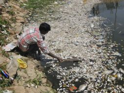 Más de la mitad de los habitantes en India siguen defecando al aire libre, lo que culmina en contaminación de ríos y lagos. EFE /