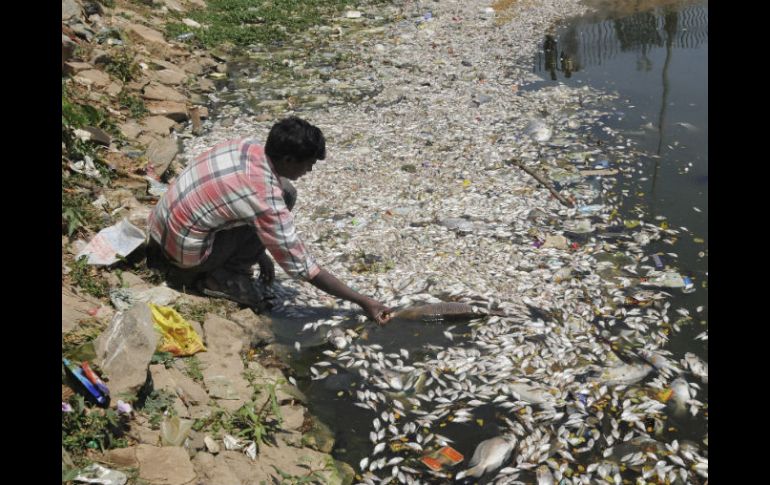 Más de la mitad de los habitantes en India siguen defecando al aire libre, lo que culmina en contaminación de ríos y lagos. EFE /