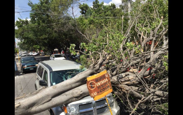 Imagen del árbol cáido en en Niño Obrero y Santa Rosa. TWITTER / @UMPCyBZ