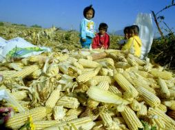 En 2015, la cosecha de cereales en Sudamérica alcanzó las 194.6 millones de toneladas. EL INFORMADOR / ARCHIVO