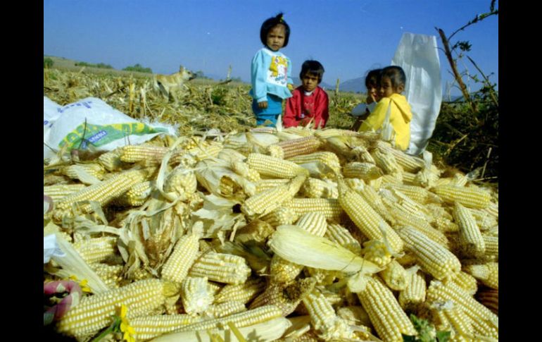 En 2015, la cosecha de cereales en Sudamérica alcanzó las 194.6 millones de toneladas. EL INFORMADOR / ARCHIVO