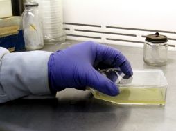 Hasta el momento se han realizado pruebas in vitro que garantizan la biocompatibilidad de la aplicación. NTX / ARCHIVO