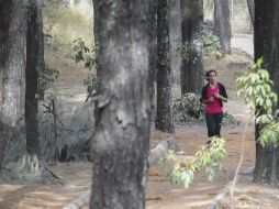 Indican que la situación del sector forestal en Jalisco es crítica en lo que se refiere a la detonación de la industria. EL INFORMADOR / ARCHIVO