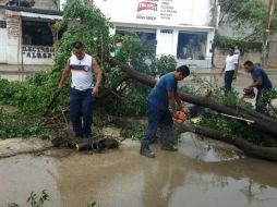 En los municipios de Tierra Colorada, Atoyac, Xochixtlahuaca y Acapulco, las lluvias y fuertes vientos causaron la caída de árboles. NTX / ESPECIAL