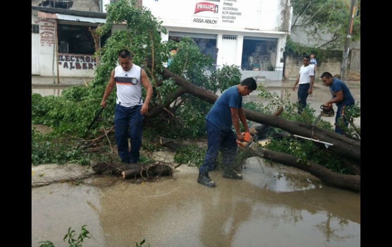 En los municipios de Tierra Colorada, Atoyac, Xochixtlahuaca y Acapulco, las lluvias y fuertes vientos causaron la caída de árboles. NTX / ESPECIAL