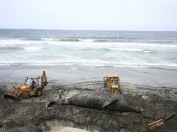 Los restauranteros señalaron que podría ser un calamar gigante y otros una ballena. NTX / ARCHIVO