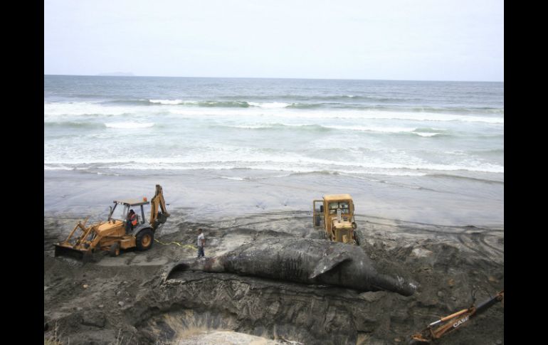 Los restauranteros señalaron que podría ser un calamar gigante y otros una ballena. NTX / ARCHIVO