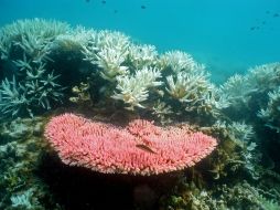 Aumenta la temperatura del agua e incrementa el daño que la luz ejerce sobre su fisiología fotosintética. EFE / ARCHIVO