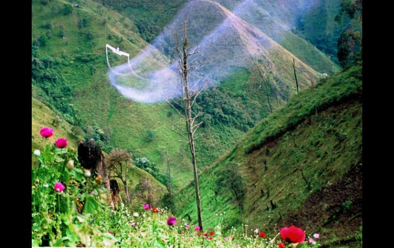 Fumigación en un campo de amapola. AFP / ARCHIVO