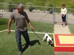 El avance del programa muestra a Simon persiguiendo a un puerco y mordiéndole la oreja. YOUTUBE / Vicki Dawe Flyball