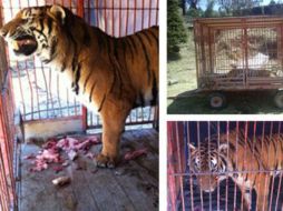 La Procuraduría detectó faltas al trato digno y respetuoso sobre el Tigre de Bengala. TWITTER / @PROFEPA_Mx