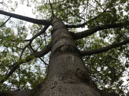 Señalan que el árbol tiene dos picos de producción de semillas durante el año. EL INFORMADOR / ARCHIVO