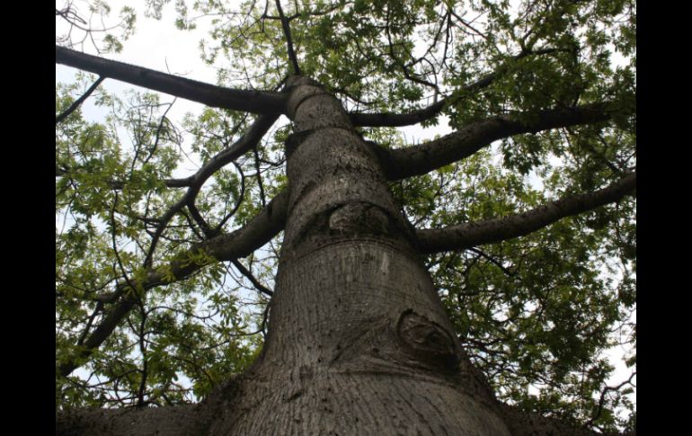 Señalan que el árbol tiene dos picos de producción de semillas durante el año. EL INFORMADOR / ARCHIVO