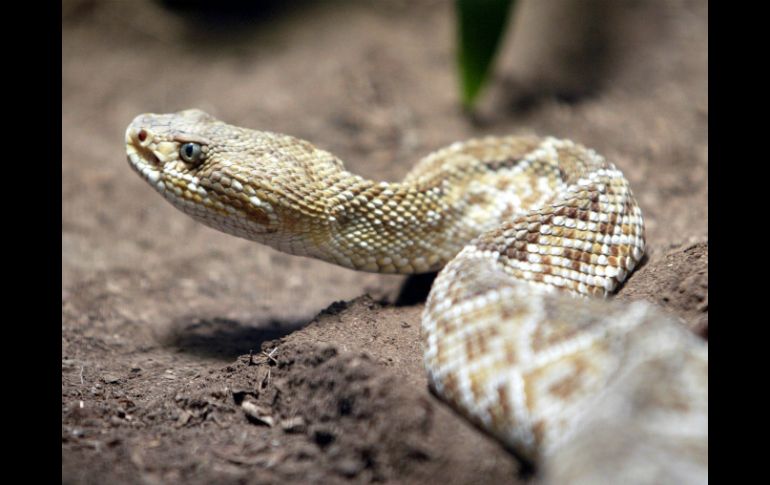 Especialistas estudian el riesgo de invasión de geckos, varanos, tortugas y serpientes. EL INFORMADOR / ARCHIVO