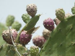 La elección de la materia prima se debió a que el fruto es fuente de vitaminas, minerales, fibra y betalaínas. EL INFORMADOR / ARCHIVO