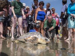 El ejemplar de 23 kilos es el único superviviente de un grupo de tortugas bobas que vararon en enero en una isla británica. EFE / A. Medina