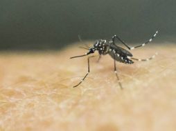 El secretario de Salud comenta que es ''altamente probable''  que los casos de zika se incrementen con la temporada de lluvias. AFP / ARCHIVO