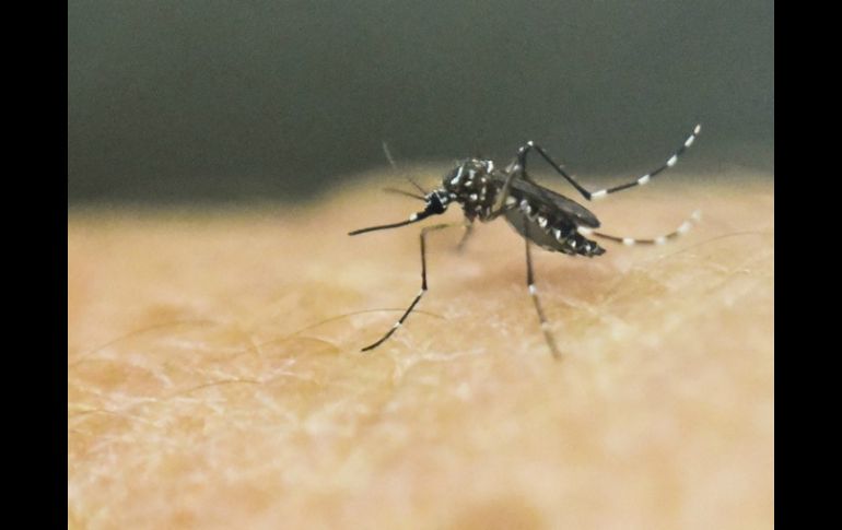 El secretario de Salud comenta que es ''altamente probable''  que los casos de zika se incrementen con la temporada de lluvias. AFP / ARCHIVO