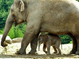 Al principio el estiércol de elefante era vendido a los jardineros como fertilizante. EFE / ARCHIVO