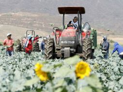 Se pedirá eliminar las cuotas que limitan la entrada de alimentos frescos mexicanos a Europa. EL INFORMADOR / ARCHIVO