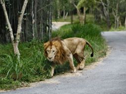 Discuten sobre si usar un dardo tranquilizante o matarlo antes de que ataque a alguien. AP / ARCHIVO