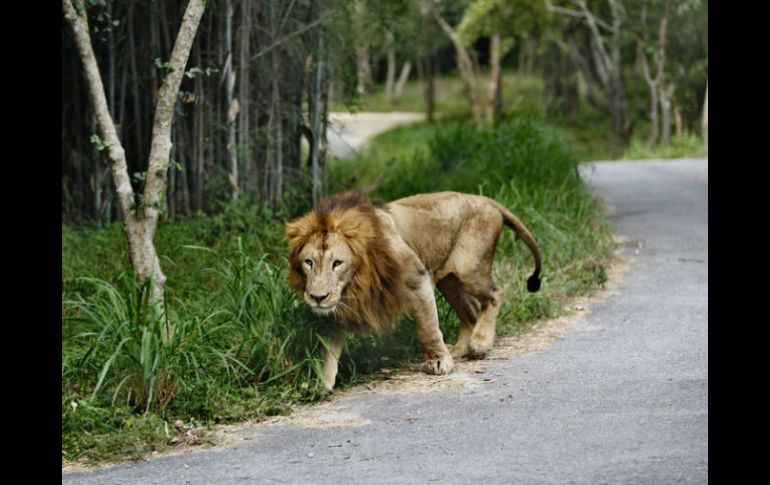 Discuten sobre si usar un dardo tranquilizante o matarlo antes de que ataque a alguien. AP / ARCHIVO