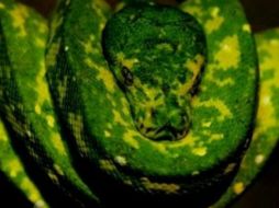 La serpiente, era moteada con manchas verdes y negras y tenía un vientre amarillo pálido. AFP / ARCHIVO