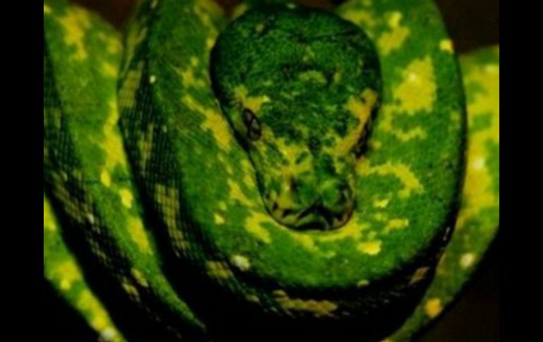 La serpiente, era moteada con manchas verdes y negras y tenía un vientre amarillo pálido. AFP / ARCHIVO