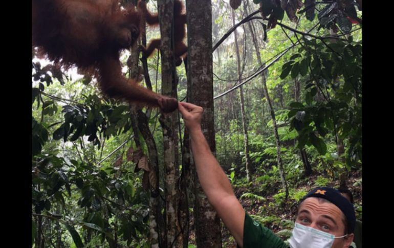 Visitó un centro de cuarentena en Indonesia, del Programa para la Conservación de Orangutanes. INSTAGRAM / @leonardodicaprio