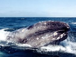 La ballena juvenil arrojaba chorros de agua y se rascaba en la arena. SUN / ARCHIVO