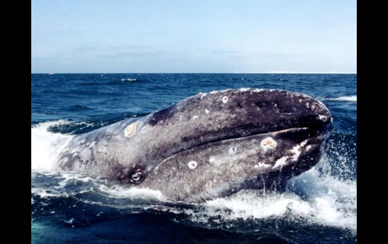 La ballena juvenil arrojaba chorros de agua y se rascaba en la arena. SUN / ARCHIVO