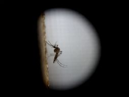 El científico pidió a la población que no se relaje ante el zika, cuyo primer contagio apareció en diciembre en ese país. EFE / ARCHIVO