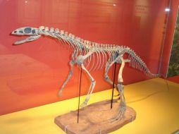 Los restos fosilizados de la nueva especie Asilisaurus kongwe ayudaron a encontrar dichas variaciones. TWITTER / @burkemuseum