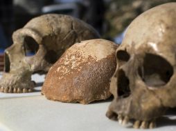 El cromosoma Y de los neandertales es ancestral, por lo que no proviene de los humanos modernos. EFE / ARCHIVO