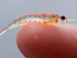 El krill es una de las especies dañadas y que a su vez amenazan a otras especies. AP / ARCHIVO