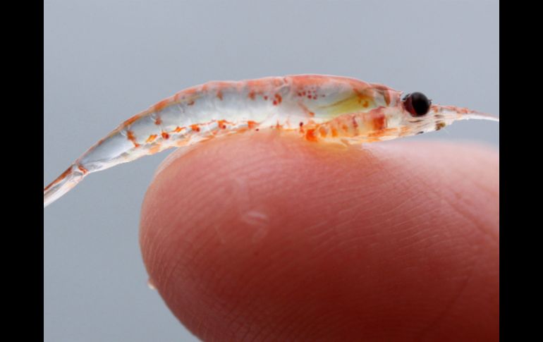 El krill es una de las especies dañadas y que a su vez amenazan a otras especies. AP / ARCHIVO