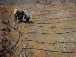 La principal razón de la contaminación es el excesivo uso de pesticidas y fertilizantes químicos en la agricultura. AP /