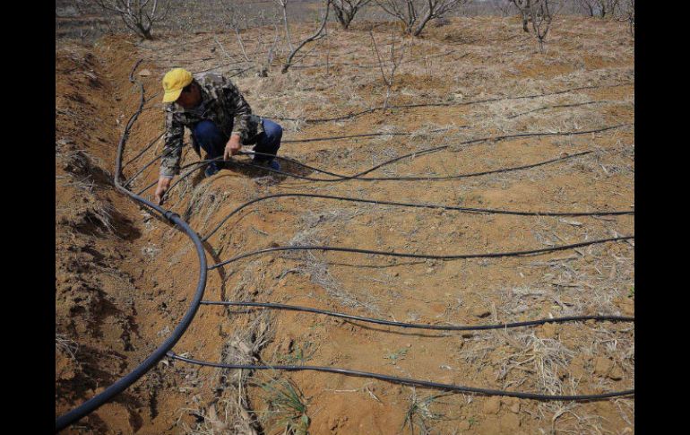 La principal razón de la contaminación es el excesivo uso de pesticidas y fertilizantes químicos en la agricultura. AP /